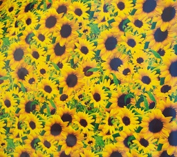 [0001632] PLAST. MANTEL C/R 0.15MMX54X50M/ROLL GD1296